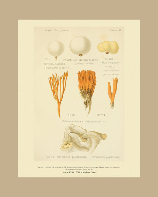 Framed view of planche LXXV from Léon Dufour's 1891 Atlas des Champignons — Bovista plumbea