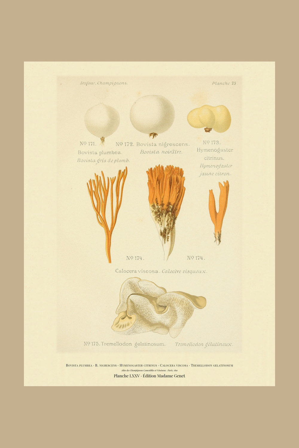 Planche LXXV from Léon Dufour's 1891 Atlas des Champignons — Bovista plumbea