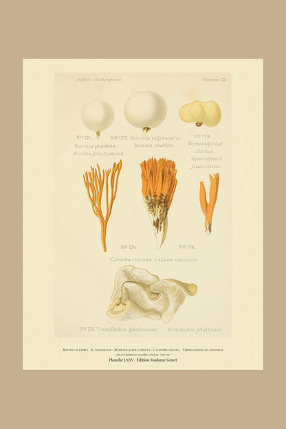Planche LXXV from Léon Dufour's 1891 Atlas des Champignons — Bovista plumbea