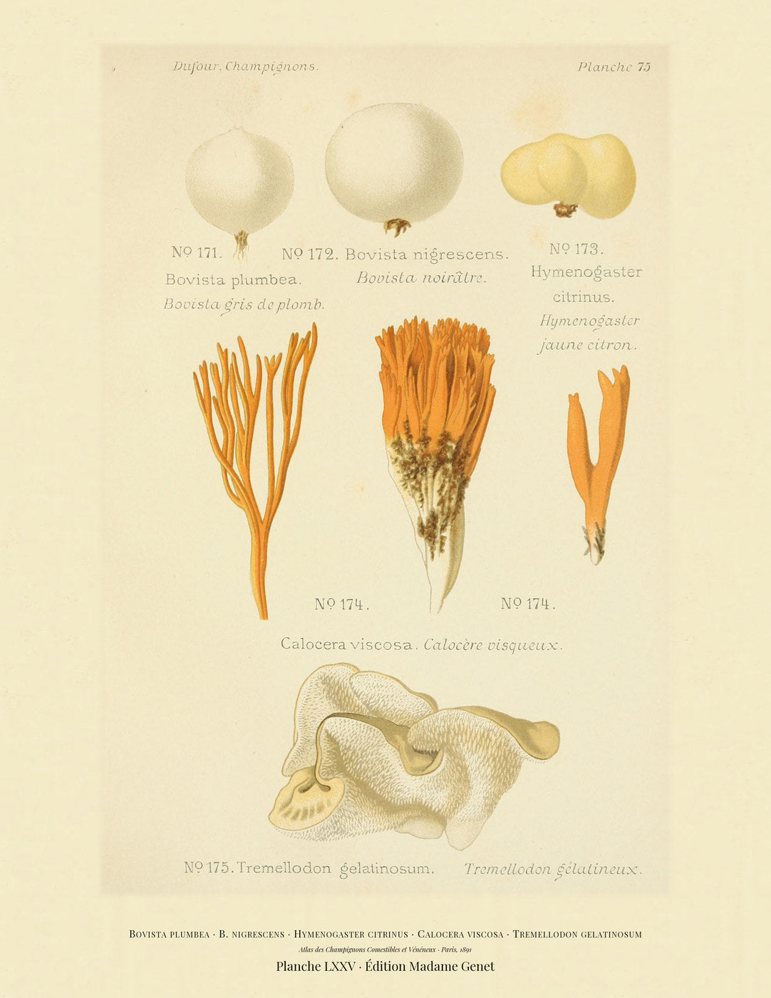 Planche LXXV from Léon Dufour's 1891 Atlas des Champignons — Bovista plumbea