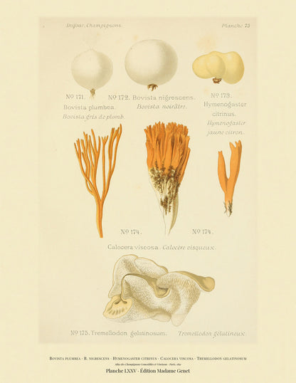 Planche LXXV from Léon Dufour's 1891 Atlas des Champignons — Bovista plumbea