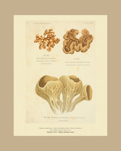 Planche LXXVI on a tan mount, Dufour 1891 — Tremella mesenterica · Trémelle mésentérique · marked edible, 1891; Wood Ear · Auricularia Auricula Judæ; Peziza acetabulum