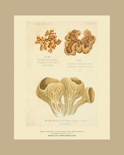 Framed view of planche LXXVI from Léon Dufour's 1891 Atlas des Champignons — Tremella mesenterica
