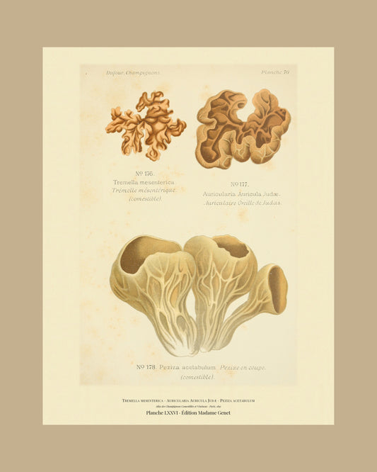 Framed view of planche LXXVI from Léon Dufour's 1891 Atlas des Champignons — Tremella mesenterica