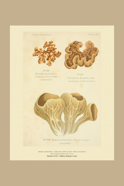 Planche LXXVI from Léon Dufour's 1891 Atlas des Champignons — Tremella mesenterica