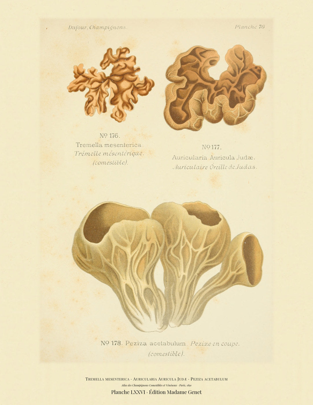 Planche LXXVI from Léon Dufour's 1891 Atlas des Champignons — Tremella mesenterica
