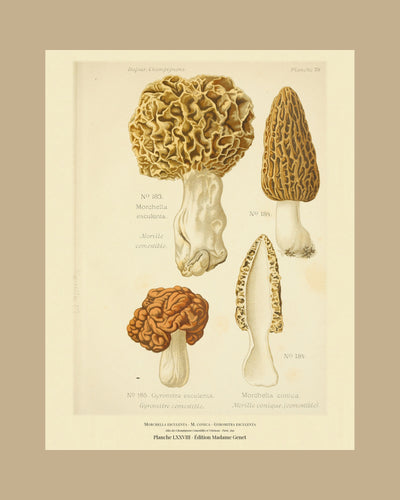 Planche LXXVIII on a tan mount, Dufour 1891 — Yellow Morel · Morchella esculenta · Morille comestible; Yellow Morel · Morchella conica; Gyromitra esculenta