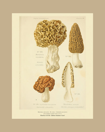 Framed view of planche LXXVIII from Léon Dufour's 1891 Atlas des Champignons — Morchella esculenta