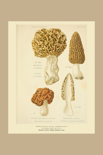 Planche LXXVIII from Léon Dufour's 1891 Atlas des Champignons — Morchella esculenta