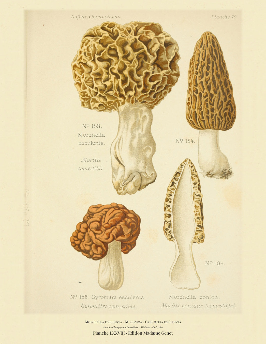 Planche LXXVIII from Léon Dufour's 1891 Atlas des Champignons — Morchella esculenta