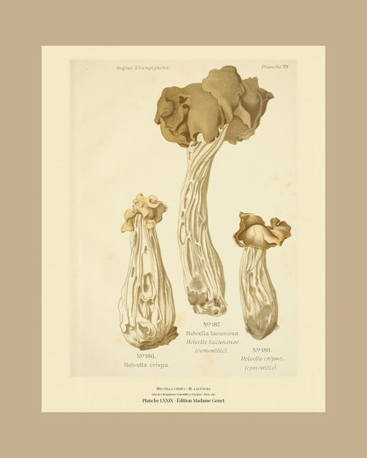 Framed view of planche LXXIX from Léon Dufour's 1891 Atlas des Champignons — Helvella crispa