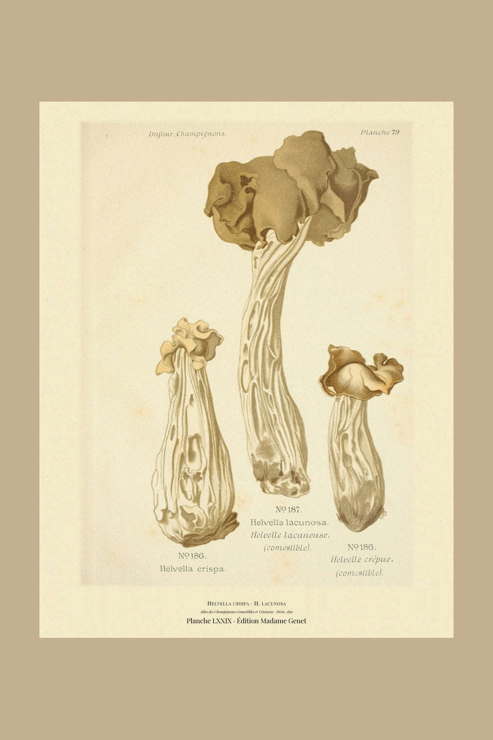 Planche LXXIX from Léon Dufour's 1891 Atlas des Champignons — Helvella crispa