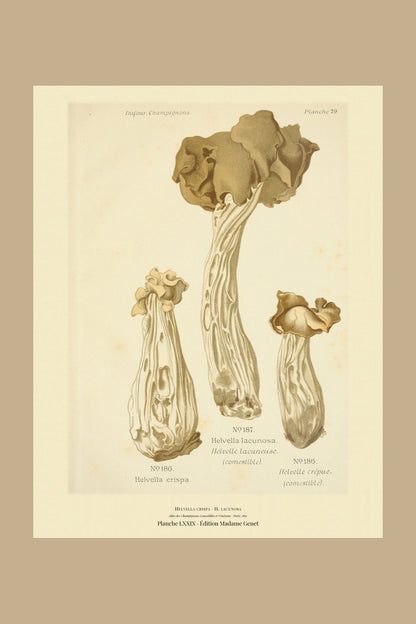 Planche LXXIX from Léon Dufour's 1891 Atlas des Champignons — Helvella crispa
