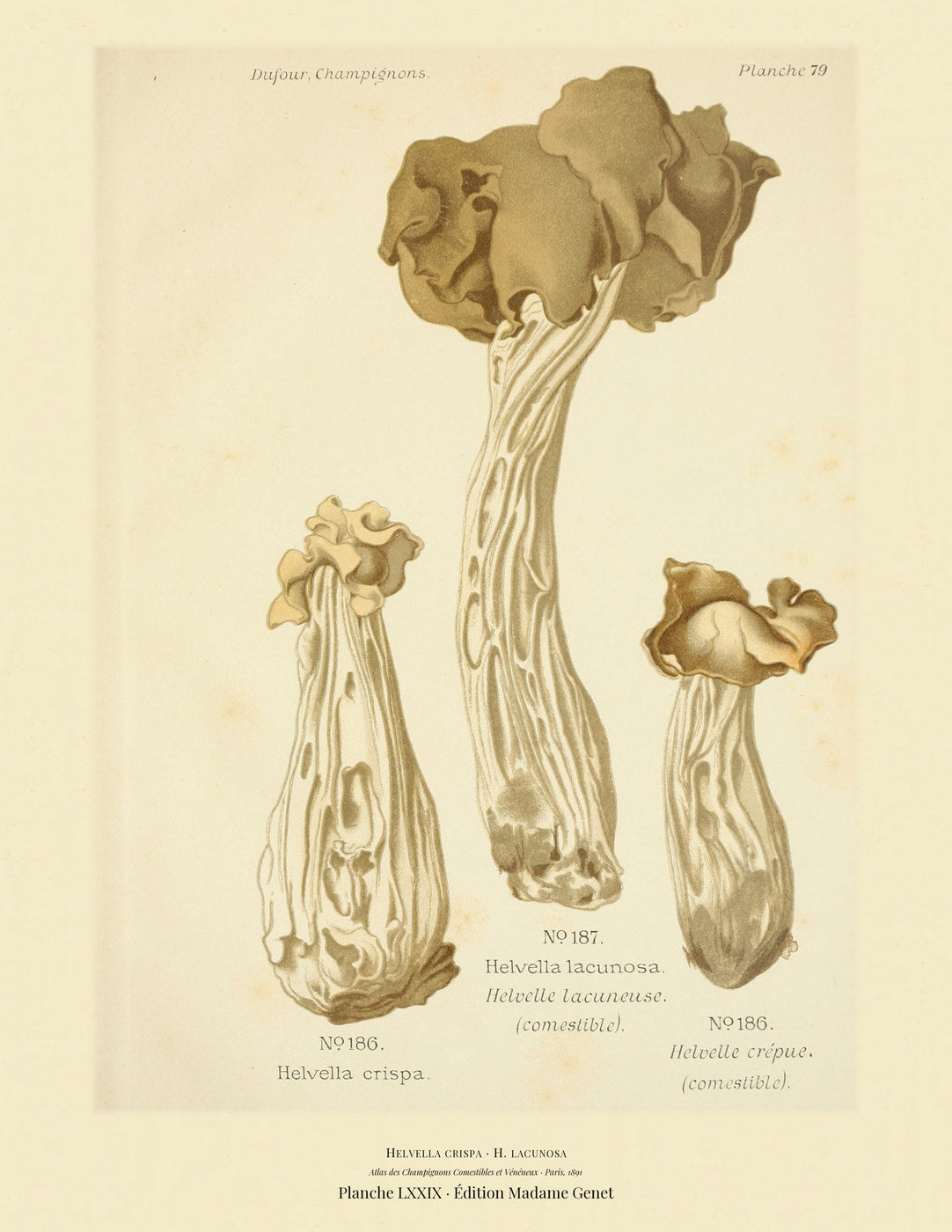 Planche LXXIX from Léon Dufour's 1891 Atlas des Champignons — Helvella crispa