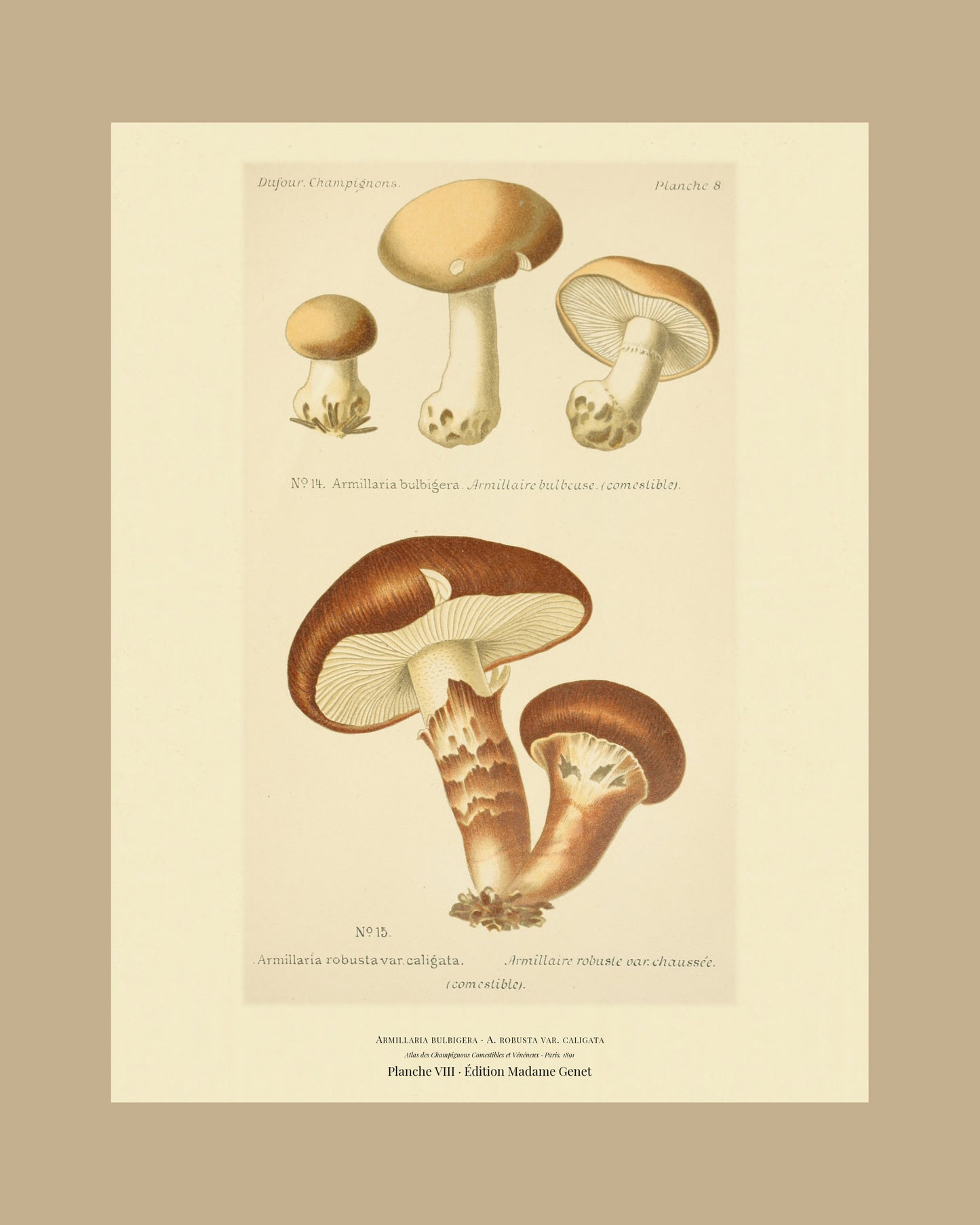 Framed view of planche VIII from Léon Dufour's 1891 Atlas des Champignons — Armillaria bulbigera