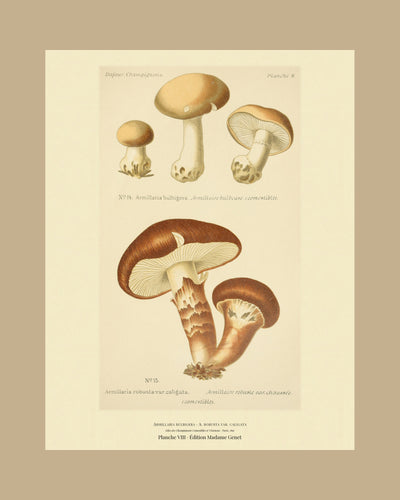 Planche VIII on a tan mount, Dufour 1891 — Armillaria bulbigera · Armillaire bulbeuse · marked edible, 1891; Armillaria robusta var. caligata