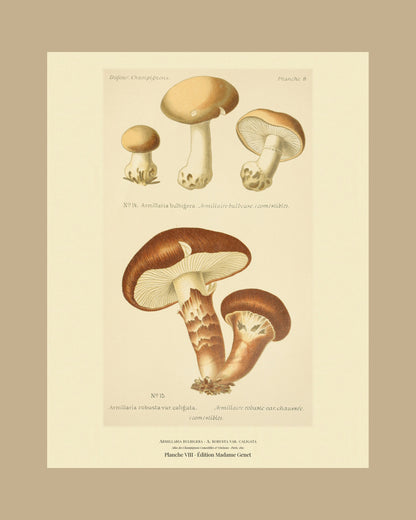 Framed view of planche VIII from Léon Dufour's 1891 Atlas des Champignons — Armillaria bulbigera