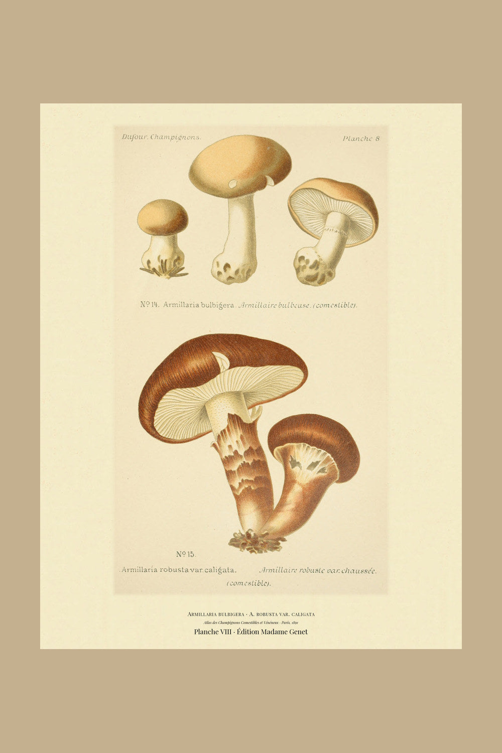 Planche VIII from Léon Dufour's 1891 Atlas des Champignons — Armillaria bulbigera