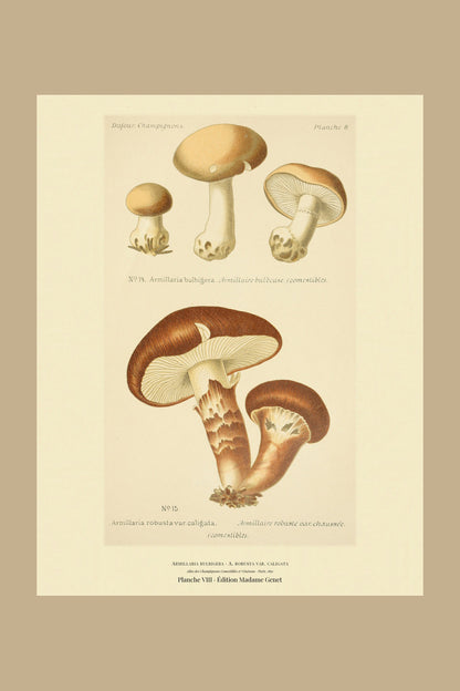 Planche VIII from Léon Dufour's 1891 Atlas des Champignons — Armillaria bulbigera