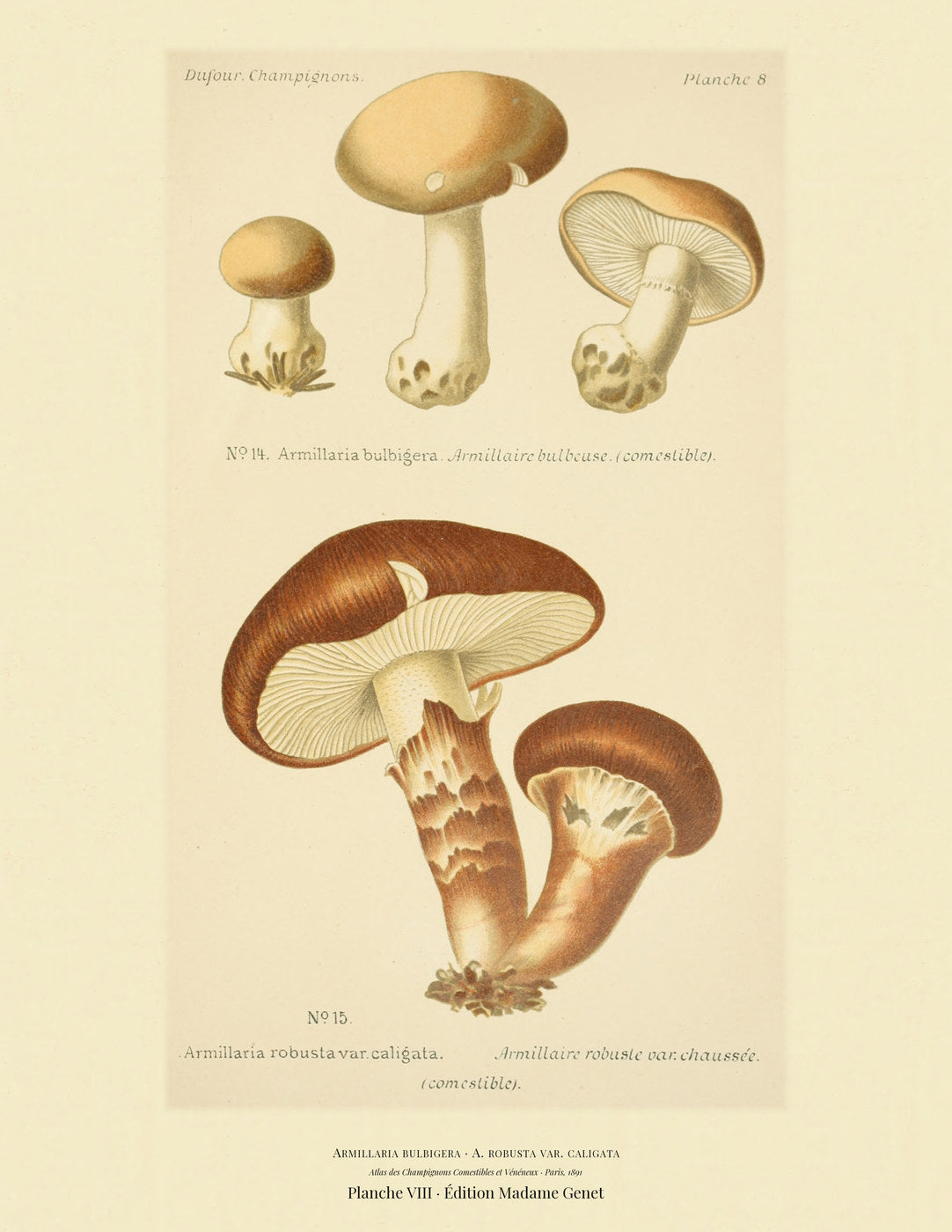 Planche VIII from Léon Dufour's 1891 Atlas des Champignons — Armillaria bulbigera