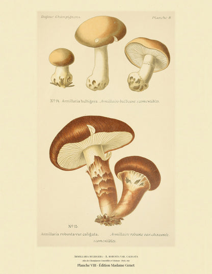 Planche VIII from Léon Dufour's 1891 Atlas des Champignons — Armillaria bulbigera