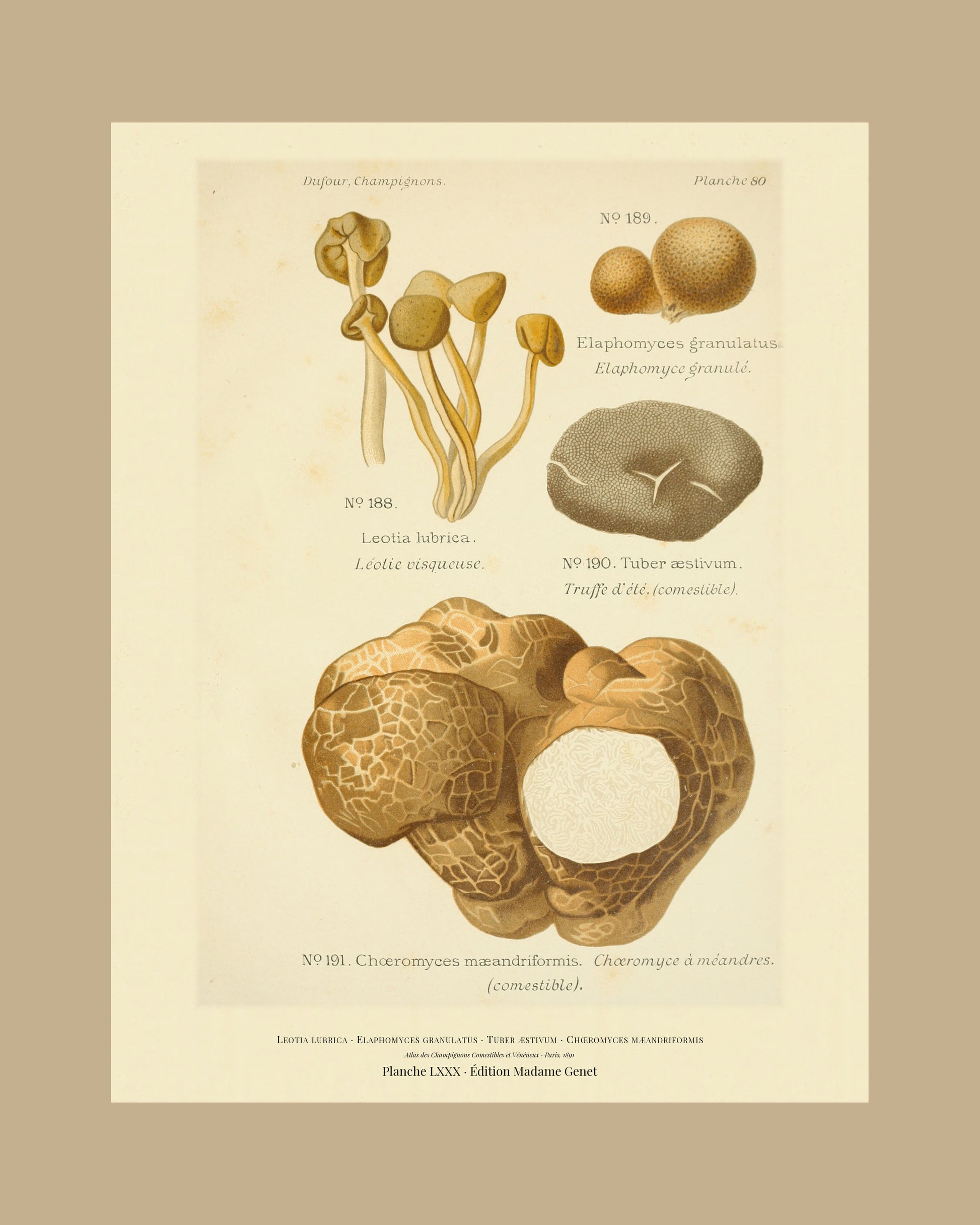 Framed view of planche LXXX from Léon Dufour's 1891 Atlas des Champignons — Leotia lubrica