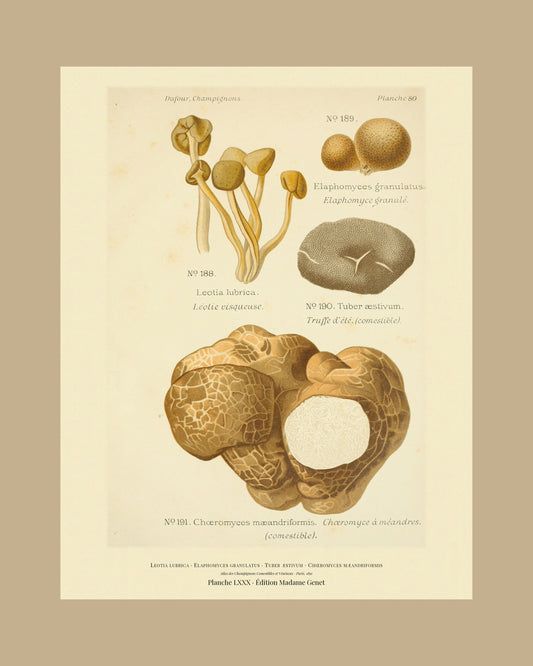 Framed view of planche LXXX from Léon Dufour's 1891 Atlas des Champignons — Leotia lubrica