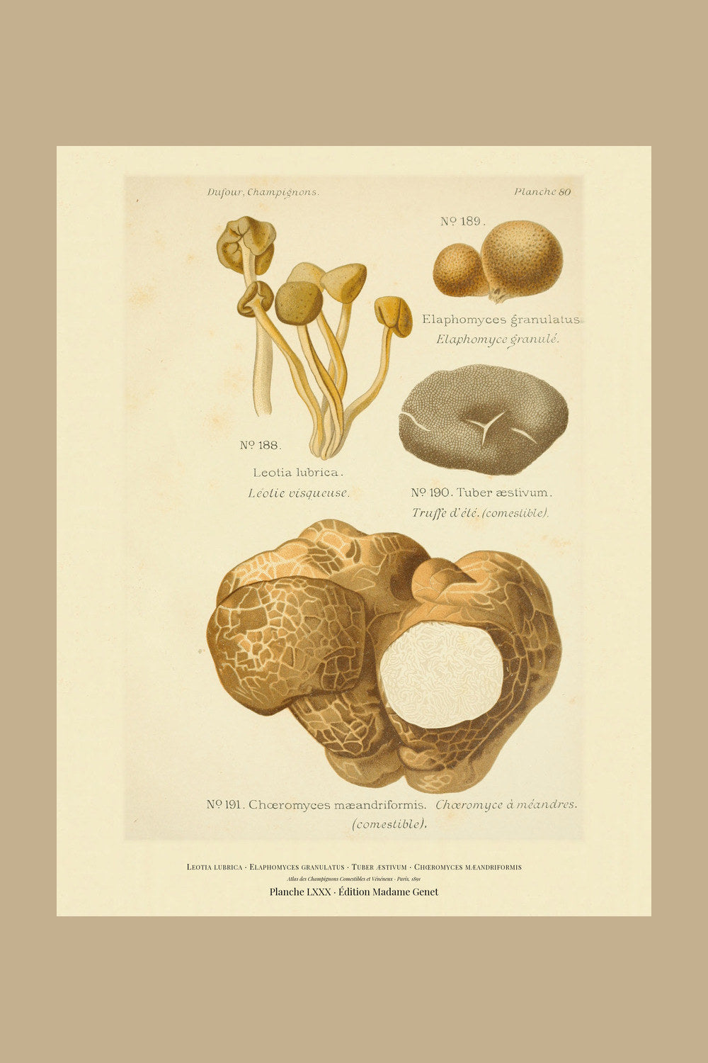 Planche LXXX from Léon Dufour's 1891 Atlas des Champignons — Leotia lubrica