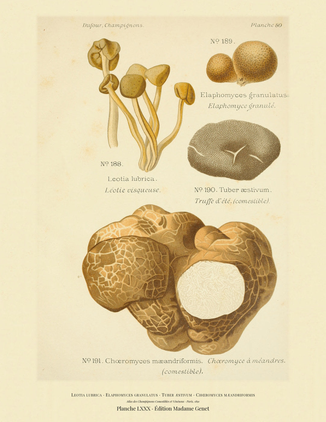 Planche LXXX from Léon Dufour's 1891 Atlas des Champignons — Leotia lubrica