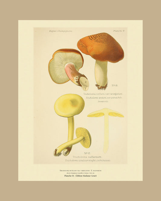 Framed view of planche IX from Léon Dufour's 1891 Atlas des Champignons — Tricholoma rutilans var. variegatum