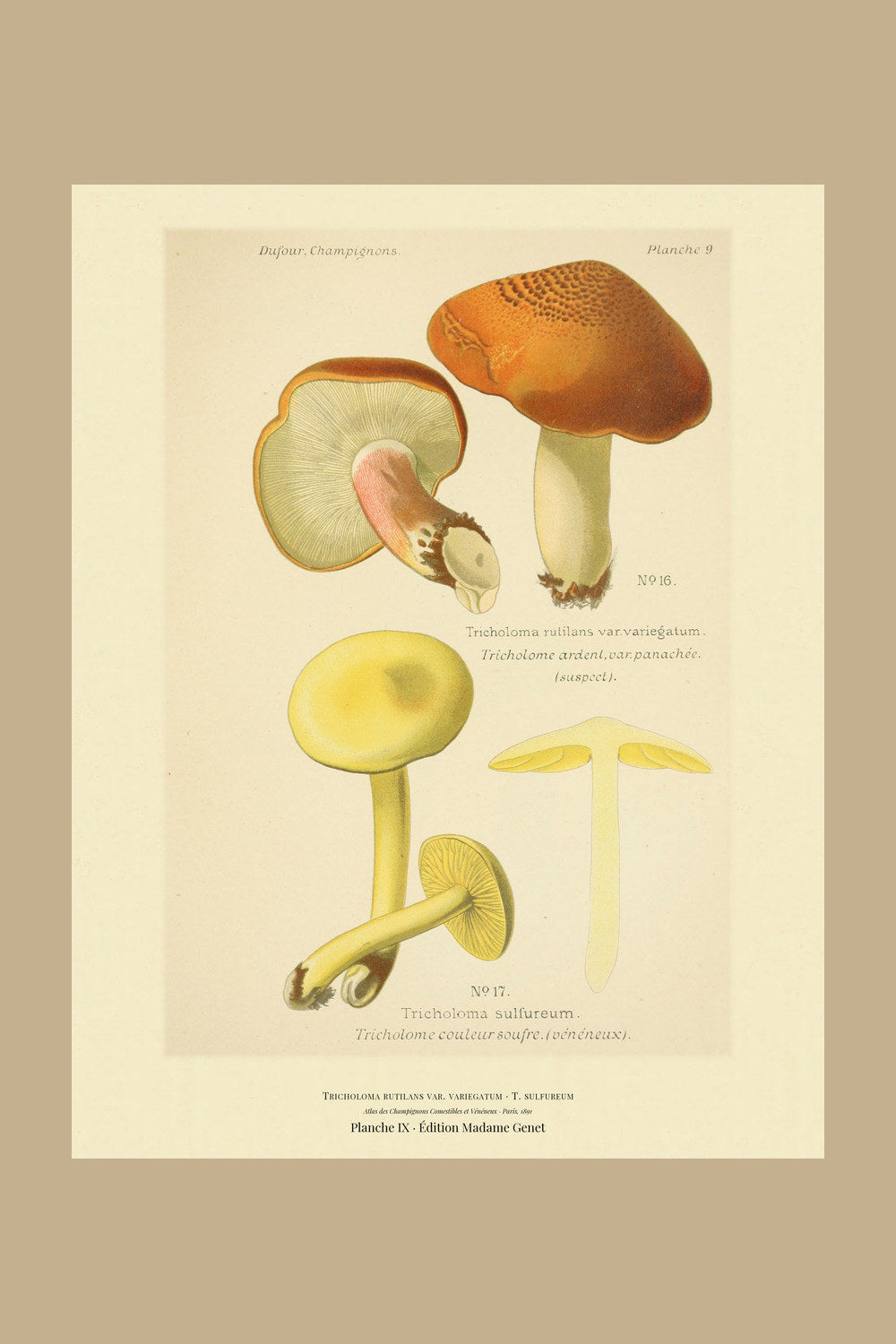 Planche IX from Léon Dufour's 1891 Atlas des Champignons — Tricholoma rutilans var. variegatum