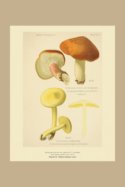 Planche IX from Léon Dufour's 1891 Atlas des Champignons — Tricholoma rutilans var. variegatum
