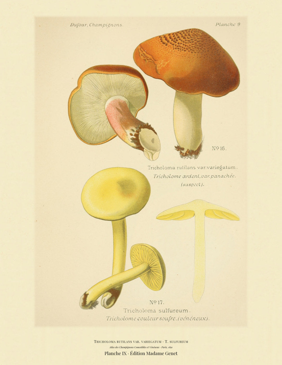 Planche IX from Léon Dufour's 1891 Atlas des Champignons — Tricholoma rutilans var. variegatum