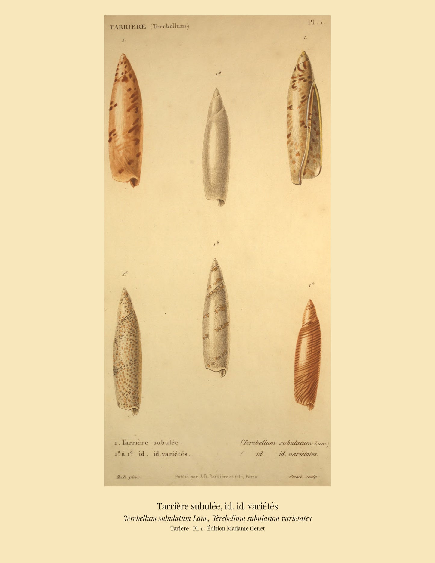 Terebellum subulatum and Terebellum subulatum varietates — Tarrière subulée and id. id. variétés, hand-engraved plate 1 from Kiener, Coquilles vivantes, Paris.