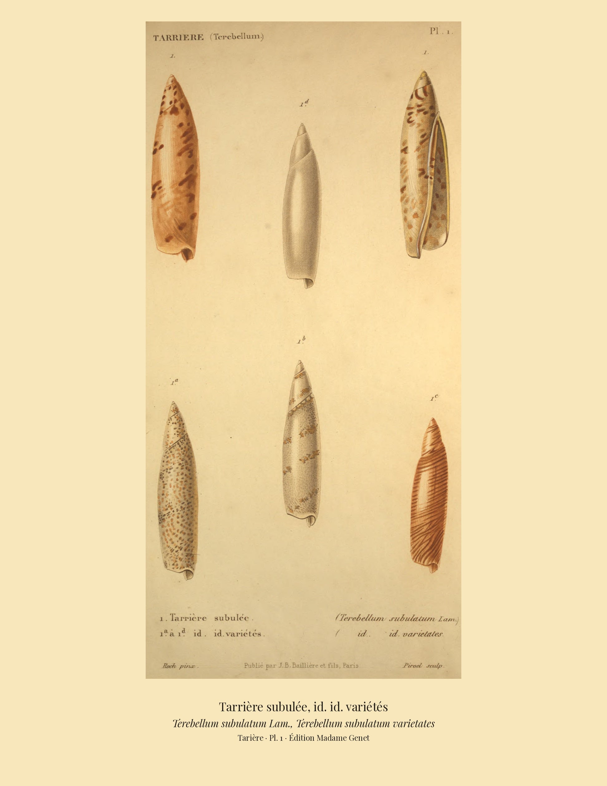 Terebellum subulatum and Terebellum subulatum varietates — Tarrière subulée and id. id. variétés, hand-engraved plate 1 from Kiener, Coquilles vivantes, Paris.